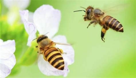 蜜蜂風水|慈世堂：蜜蜂入宅的风水意义及风水禁忌！